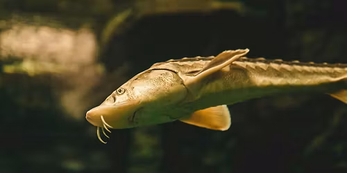 Visit the LIFE-Boat 4 Sturgeon