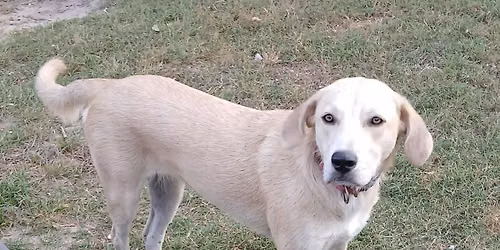 Paws Fore A Cause Annual Golf Tournament