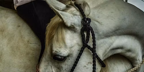 RODEOGA: Horses + Yoga + Pro Photography