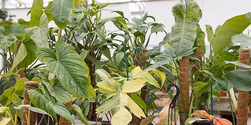 Rare Houseplant Drop