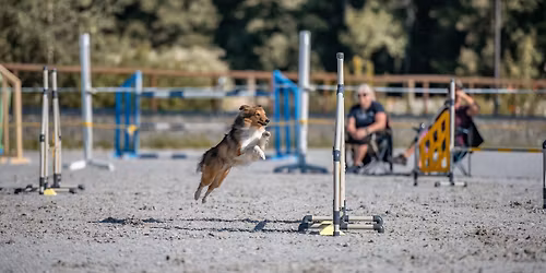 X. Agility Cup Nov\u00e9 Z\u00e1mky + M\u010cR dlouhosrst\u00fdch a kr\u00e1tkosrst\u00fdch koli\u00ed