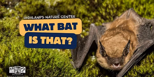 What Bat is That?