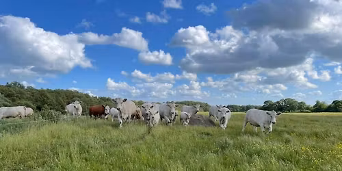 Lions kosl\u00e4pp 2026