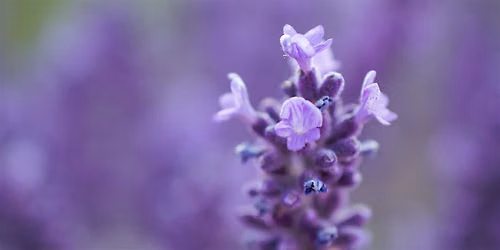 Macro Photography Class & Photowalk