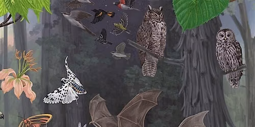 Celebration of Zena: An Immersive Forest Experience