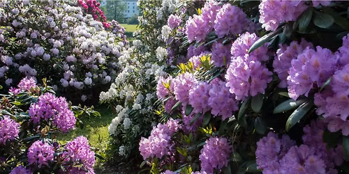 Rhododendrontur med frokostanretning