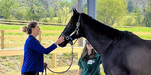 2 Hour FREE Teamwork Equine Experiential Session @Dreamwinds Tryon, NC