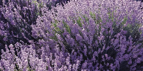 Edible Elegance | Medicinal Plants for Stunning Gardens