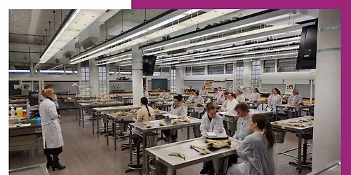 1-daags Practicum Anatomie Snijzaal Utrecht: Zenuwstelsel en Spieren