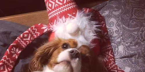 Julg\u00e5voNosen 2025 i samarbete med Buskhaga St\u00e4d AB