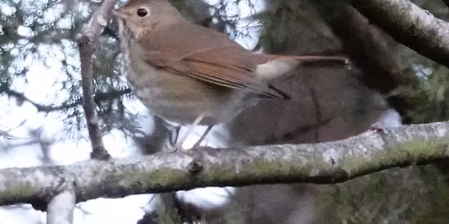 Bird Walk at Greenwood Cemetery