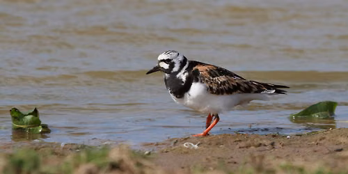 Wetland Birds Experience, at RSPB Frampton