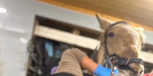 Temakveld: Tannhelse m\/ veterin\u00e6r Ragnhild Anseth