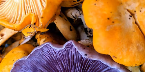 Mushroom Cultivation 101 Workshop