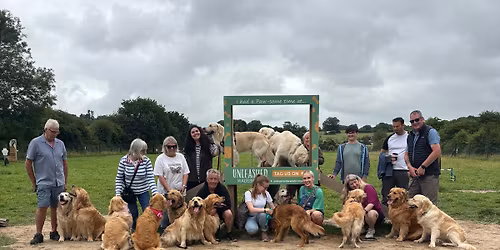 Golden Retriever play date at Unleashed, Wadebridge