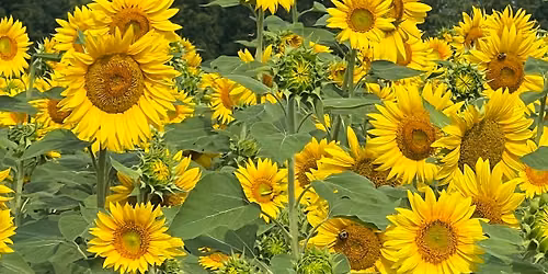 Celebrate Summer with the Music Medicine Collective!