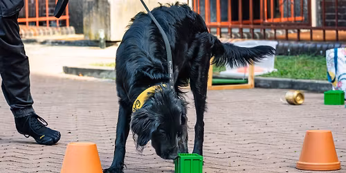 SZCZECIN: Kurs Podstawowy Nosework