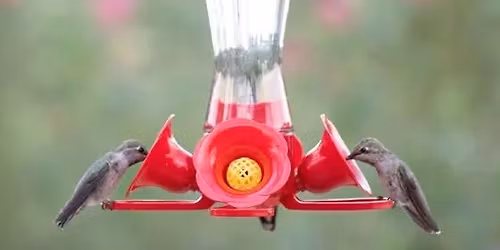 Attracting Orioles and Hummingbirds Class at The Bird House