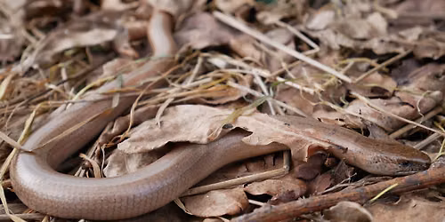 Slow Worm Safari