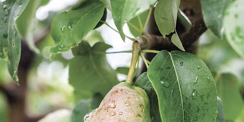 Growing Fruit: All the Essentials