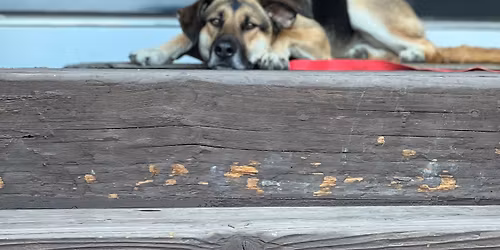 Mary's Pizza Dine & Donate for the Pups!