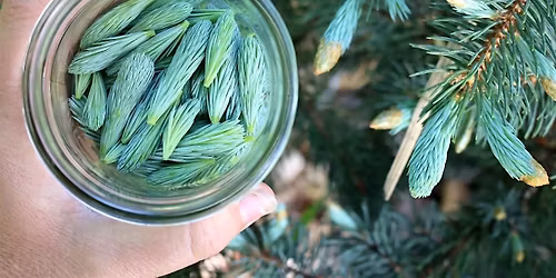 Herbal Allies: Spruce Tip Mocktails