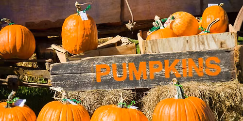 Jimmy Nash Pumpkin Patch