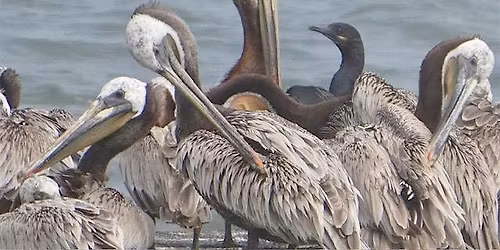 Birds on the Estuary