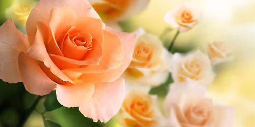 Rose Garden Workshop with Medford Nursery