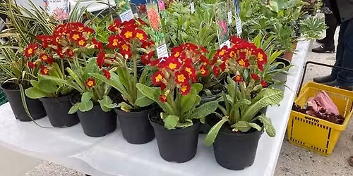 Plantemarked ved Fjorden