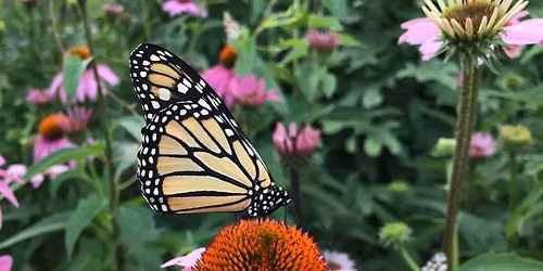 Monarch Tagging 