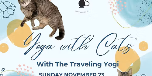 Yoga with Cats!