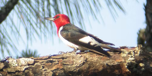 Brooksville Christmas Bird Count
