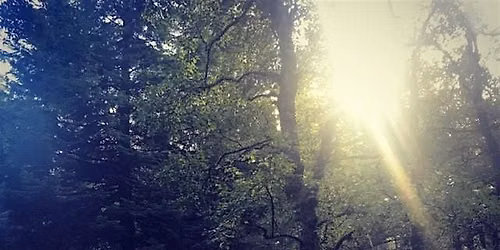 Multilayering as Method: Forest Sensoriums and Dark Ecologies of Making.