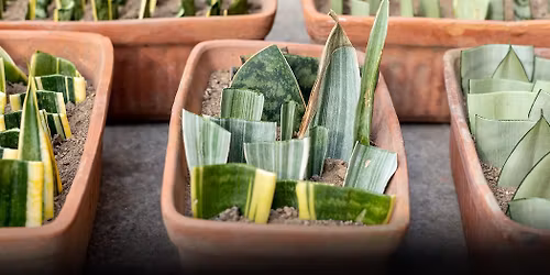 Garden Class: Cactus & Succulent Propagation