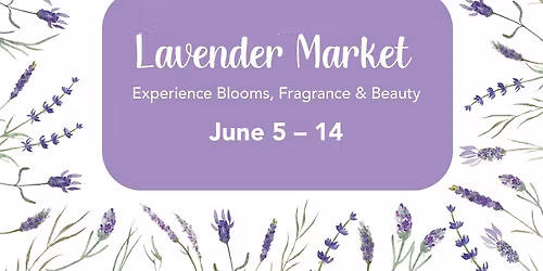Lavender Market \u2022 Experience Blooms, Fragrance & Beauty