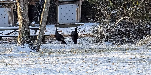 Golden Hawks Turkey shoot
