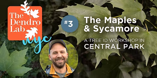 Maple Identification in Central Park w\/Marc Leone