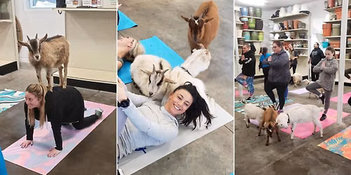 Goat Yoga at Starkie Bros Garden Center