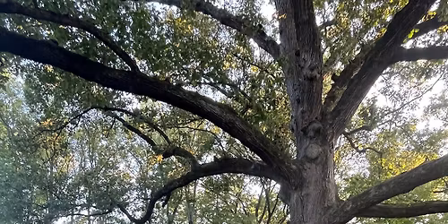 Arbor Day Clean Up at The Kile Oak Sponsored by Irvington Insurance