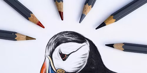 Puffin in Coloured Pencils: Workshop for Adults with Chad Killoran