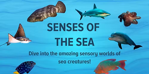 Ocean After Hours- \u201cSenses of the Sea\u201d