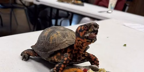 Wilderness Station Presents: Animal Thanksgiving