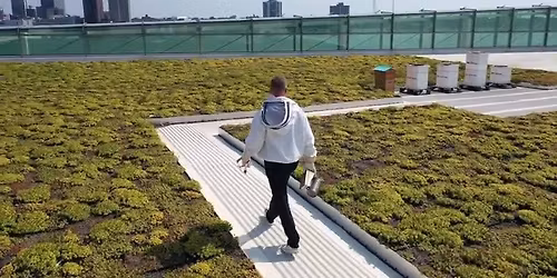 Hive Tour with Bees in the D