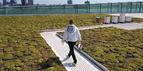 Hive Tour with Bees in the D