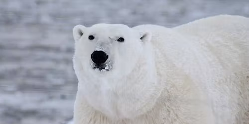 December's Boardman Book Club~ "The Golden Compass" by Phillip Pullman