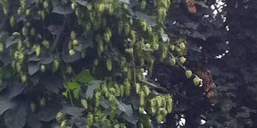 Annual Stein Society Summer Kickoff