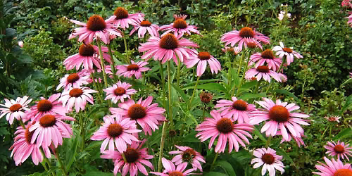 Native Plants Garden Tour