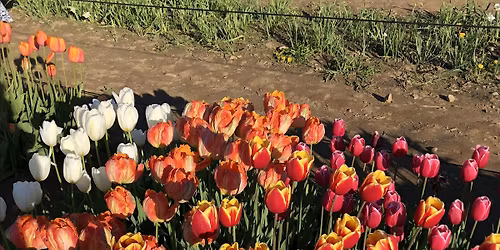 WMHDHA Spring 2026 CE