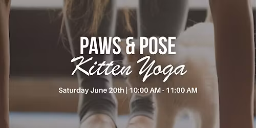 Paws & Pose | Kitten Yoga